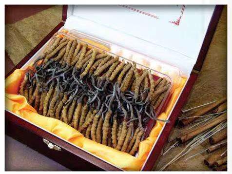 安居冬虫夏草回收